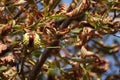 Chestnut on a horse chestnut tree