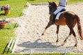 Trotting chestnut horse on dressage show.