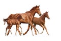 Chestnut horse and two its foals running isolated on white Royalty Free Stock Photo