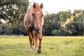 A chestnut horse walking in a green pasture Royalty Free Stock Photo