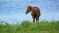 A Horse Dilema Royalty Free Stock Photo