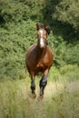 Chestnut horse with white front running towards the camera Royalty Free Stock Photo