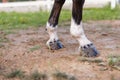 Chestnut horse with white leg markings walking on the grass, close up shot Royalty Free Stock Photo