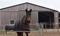 A chestnut horse with white markings looking out of a red barn window. Germany. Royalty Free Stock Photo