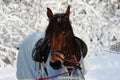 chestnut horse in a winter forest. in a horsecloth, with a bridle and a saddle