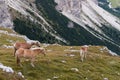 Chestnut horses above valley in Dolomites Royalty Free Stock Photo