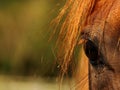 Chestnut Horses eye with mane Royalty Free Stock Photo