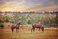 Chestnut horses grazing in paddock