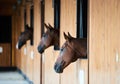 Chestnut horses looking out of stall. Stands