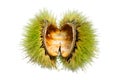 Chestnut Husk