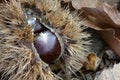 Chestnut husk