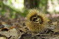 Chestnut husk in undergrowth Royalty Free Stock Photo