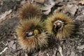 Chestnut husk in underwood Royalty Free Stock Photo