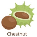 Chestnut icon. Cartoon organic food. Raw seed