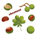 Chestnut icons. Set of cartoon chestnuts, leaves and peels, vector illustration. Elements for label.