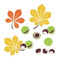Chestnut icons. Vector illustration