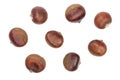 Chestnut isolated on white background. Top view. Flat lay Royalty Free Stock Photo