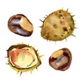 Chestnut isolated on white background, watercolor painting set