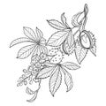 Vector bunch of outline Buckeye or Horse chestnut flower, fruits and leaf in black isolated on white background.