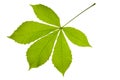 Chestnut leaf Royalty Free Stock Photo