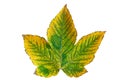 Chestnut leaf Royalty Free Stock Photo