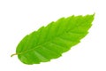 Chestnut leaf Royalty Free Stock Photo