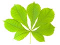 Chestnut leaf Royalty Free Stock Photo