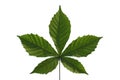 Chestnut leaf Royalty Free Stock Photo