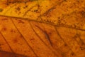 Chestnut leaf in autumn background Royalty Free Stock Photo