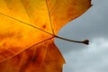 Chestnut leaf detail