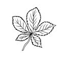 Chestnut leaf in doodle style. Botanical drawing. Element for cards, posters, stickers and professional design. Hand drawn vector Royalty Free Stock Photo