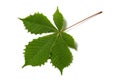 Chestnut leaf Royalty Free Stock Photo
