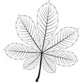 Chestnut Leaf. Outline Illustration Of Chestnut Leaf