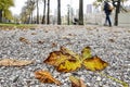 Chestnut leaf in public space