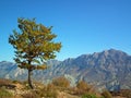 The chestnut-leaved oak in autumn