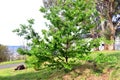 The chestnut-leaved oak (Quercus castaneifolia) grown in a park. It is native to the Caucasus and Iran