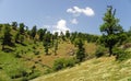 Chestnut-leaved oak trees in highlands of Alborz mountains