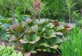 Chestnut leaved rodgersia aesculifolia