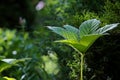 Chestnut Leaved Rodgersia growing on a shady side of a garden