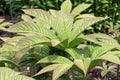 Chestnut leaved rodgersia leaves