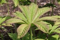 Chestnut leaved rodgersia leaves