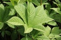 Chestnut leaved rodgersia leaves