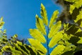 Chestnut leaves in summer