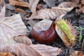 Chestnut between leaves Royalty Free Stock Photo
