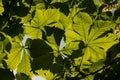 Chestnut leaves