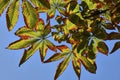 Chestnut leaves in harmony with the sky Royalty Free Stock Photo