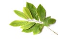 Chestnut leaves isolated on white background