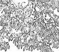 Chestnut leaves pencil drawing. stroke leaves doodle art. Textile leaves illustration.