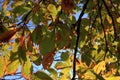 chestnut leaves on the tree, autumn. nature inspirations