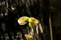 Chestnut leaves turning progressively from green to yellow to brown in early fall